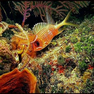 Bahamas Squirrel Fish