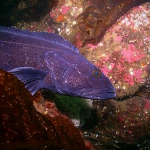 Ling Cod Guarding Egg Mass