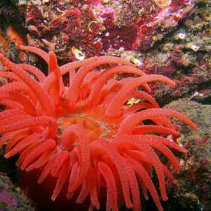 Anemone 1