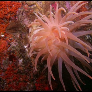 Anemone 2