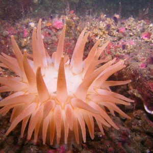 Anemone 3