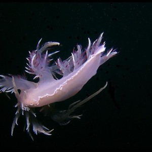 Giant Nudibranch