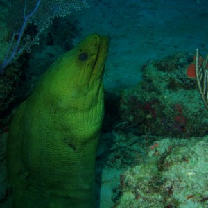 moray