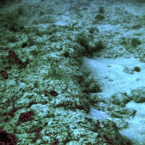 A lazy afternoon on First Reef, LBTS, Florida