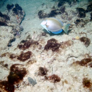 Ocean Surgeonfish on First Reef