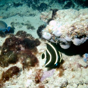 Juvenile French Angelfish on First Reef