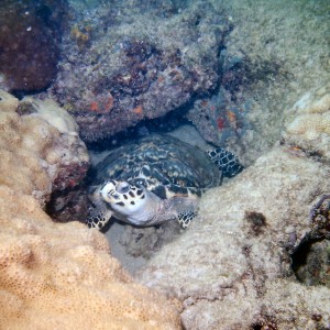 Hawksbill Turtle in the Honeycombs