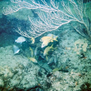 French grunts at a cleaning station