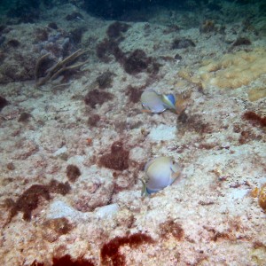 Surgeonfish on call at First Reef