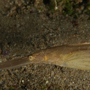 Robust Ghost Pipefish