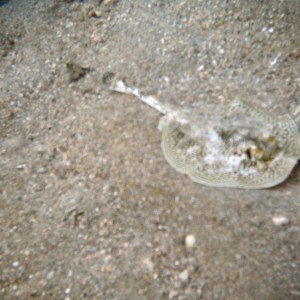 Yellow Stingray off Datura Avenue beach