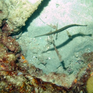 Diving with Steve on a Saturday at LBTS