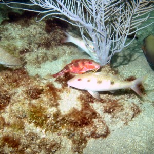 Diving with Steve on a Saturday at LBTS