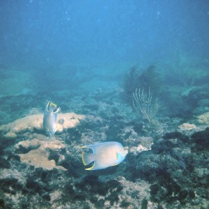 Diving with Steve on a Saturday at LBTS