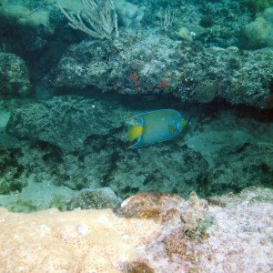 Diving with Steve on a Saturday at LBTS