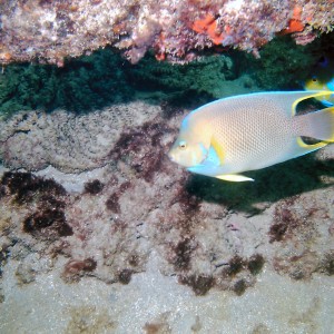 Diving with Steve on a Saturday at LBTS