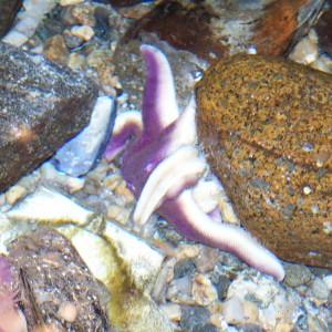 Purple Starfish