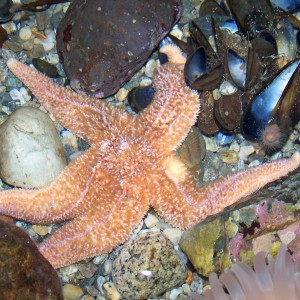 Starfish