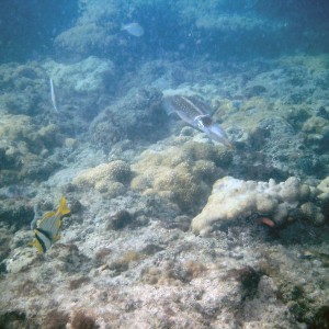 An inky encounter with squid on First Reef, LBTS