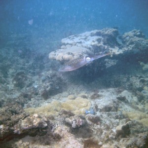 An inky encounter with squid on First Reef, LBTS