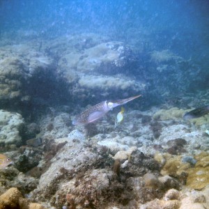 An inky encounter with squid on First Reef, LBTS