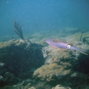 An inky encounter with squid on First Reef, LBTS