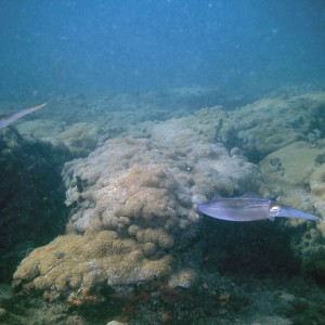 An inky encounter with squid on First Reef, LBTS