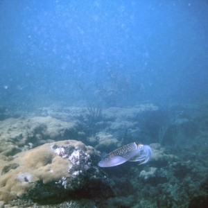 An inky encounter with squid on First Reef, LBTS