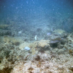 An inky encounter with squid on First Reef, LBTS