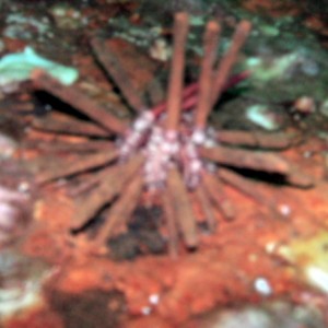 Slate Pencil Sea Urchin