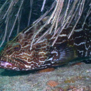 Baby grouper