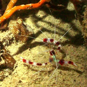 cleaner_shrimp2