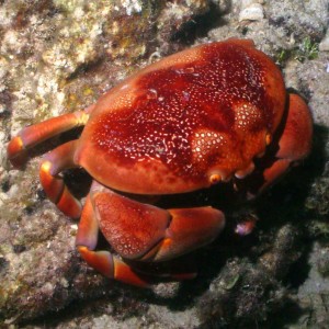 crab20