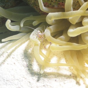 Shrimp on Anemone