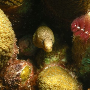 Golden Moray