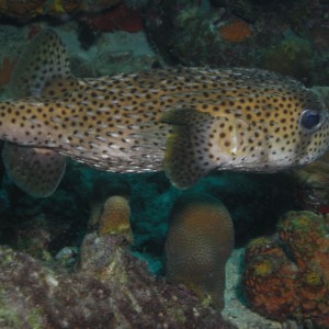 Porcupine Fish