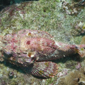 Scorpion Fish