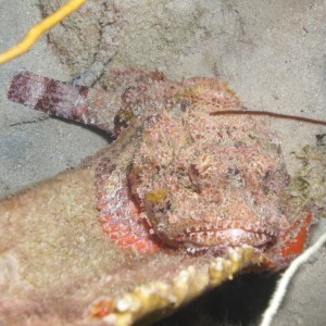 Scorpion Fish