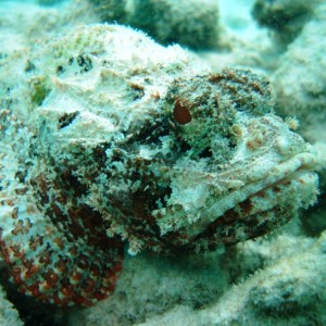 Dragon's Curacao...scorpion fish