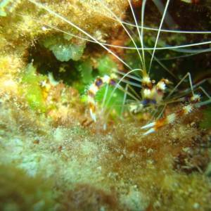 Dragon's Curacao...cleaner shrimp?