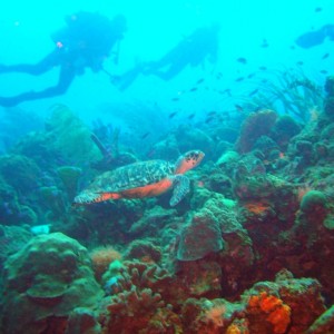 Dragon's Curacao...turtle