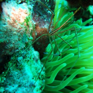 Dragon's Curacao, arrow crab?