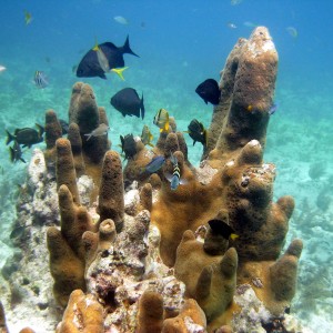 Pillar Coral