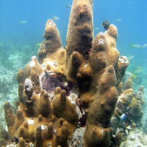 Pillar Coral