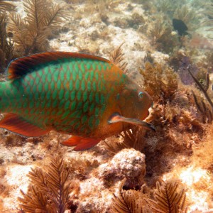 Parrotfish