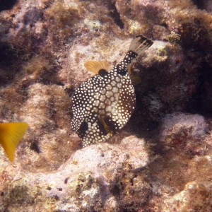 Smooth Trunkfish