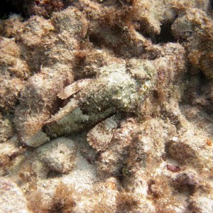 Spotted Scorpionfish