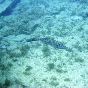 Scrawled Filefish