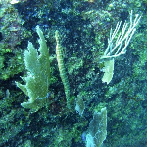 Poor Stubbs!  (Trumpetfish)