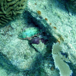 Parrotfish playing dead.